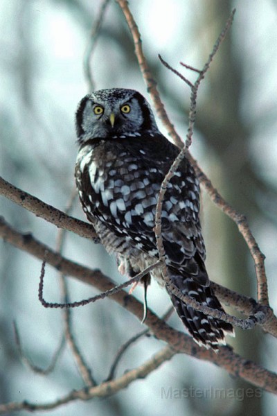 hawk_owl2.jpg - Northern Hawk-Owl (Surnia ulula)